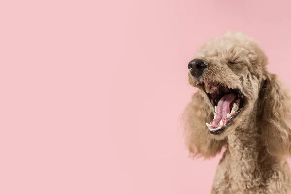 Happy Brown Poodle Yawns Pink Background Dog Looks Left Scr — Stock Photo, Image