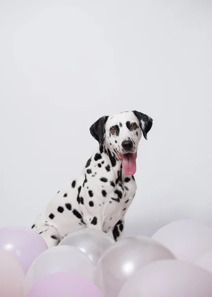 Portret Van Gelukkige Dalmatische Hond Zittend Tussen Ballonnen Een Whit — Stockfoto