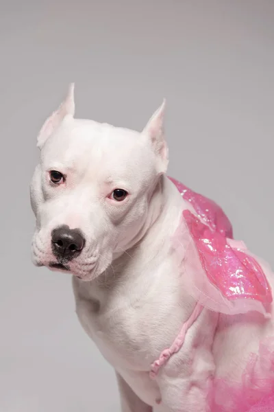 Retrato Staffordshire Bull Terrier Blanco Con Alas Mariposa Vestido Tutú —  Fotos de Stock