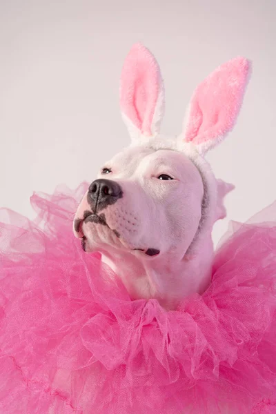 Retrato Perro Blanco Staffordshire Con Orejas Conejo Rosa Collares Rosas —  Fotos de Stock