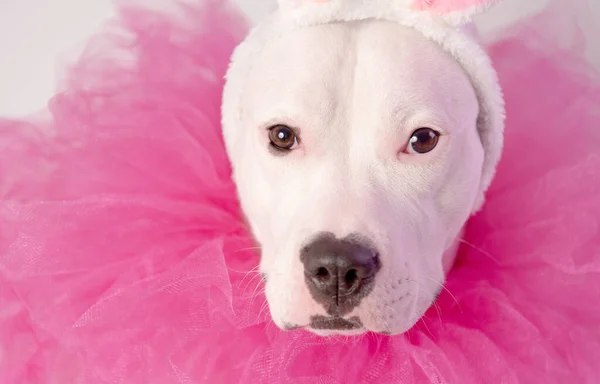 Portrait of white staffordshire dog with pink rabbit ears and pink collars on white background. Easter concept.