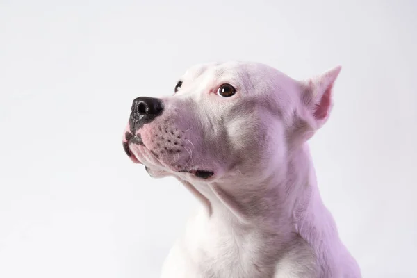 Portret Van Een Schattige Staffordshire Bull Terrier Voor Witte Achtergrond — Stockfoto