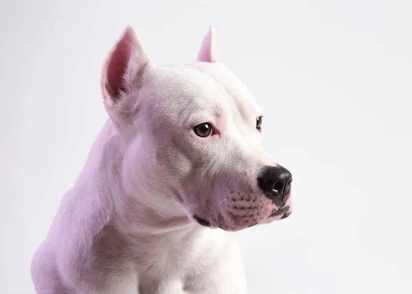 Portret Van Een Schattige Staffordshire Bull Terrier Voor Witte Achtergrond — Stockfoto