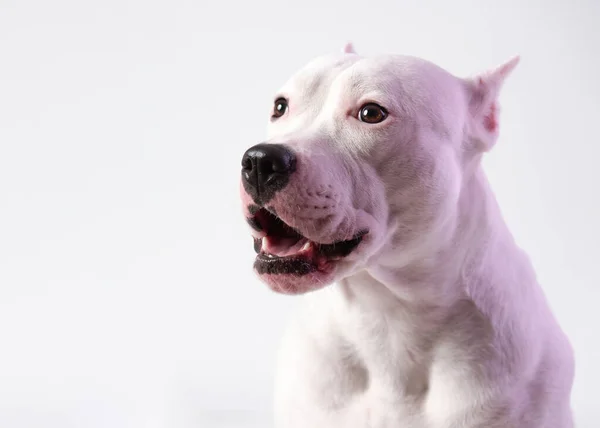 Retrato Lindo Staffordshire Bull Terrier Frente Fondo Blanco Lugar Para — Foto de Stock