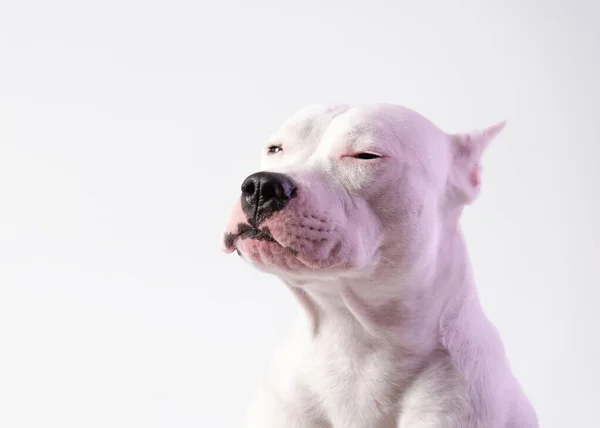 Portret Van Een Schattige Staffordshire Bull Terrier Voor Witte Achtergrond — Stockfoto