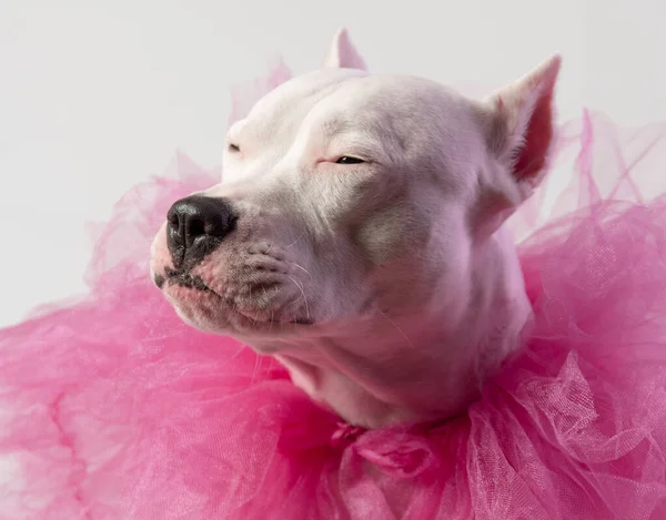 Cute White Staffordshire Touro Terrier Vestindo Colar Tule Rosa Frente — Fotografia de Stock