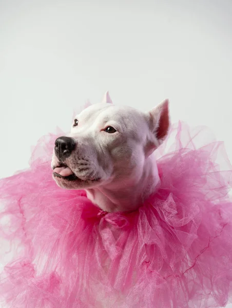 Lindo Staffordshire Bull Terrier Blanco Con Collar Tul Rosa Delante —  Fotos de Stock