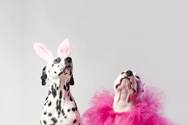 Two dogs in funny pink costums in front of white background. Dalmatian and staffordshire. Friendship concept