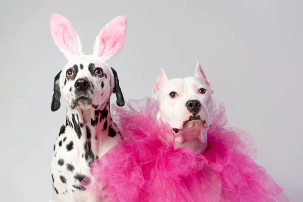 Two dogs in funny pink costums in front of white background. Dalmatian and staffordshire with rabbit ears and pink collars. Friendship concept