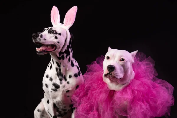 Two dogs in funny pink costums in front of black background. Dalmatian and staffordshire with rabbit ears and pink collars. Party dance concept