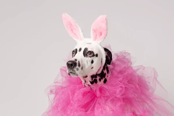 粉红兔耳朵 粉红颈圈 白色背景的粉红狗的肖像 复活节的概念 复制空间 — 图库照片