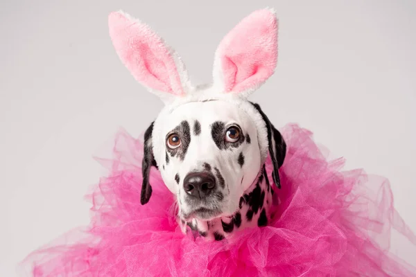 粉红兔耳朵 粉红颈圈 白色背景的粉红狗的肖像 复活节派对的概念 — 图库照片