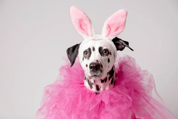 Beyaz Arka Planda Pembe Tavşan Kulaklı Pembe Yakalı Dalmaçyalı Köpek — Stok fotoğraf