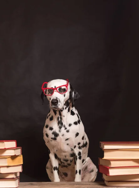 Dalmatian dog with reading glasses sitting down between piles of books, on black background. Intelligent Dog professor among stack of books is studying. Education, the student. Copy Space