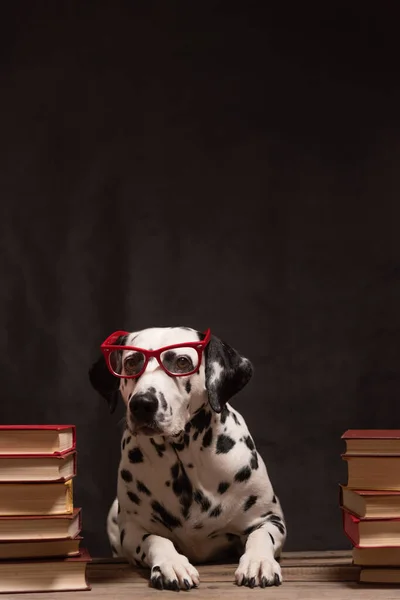 Dalmatische Hond Met Leesbril Zittend Tussen Stapels Boeken Zwarte Achtergrond — Stockfoto