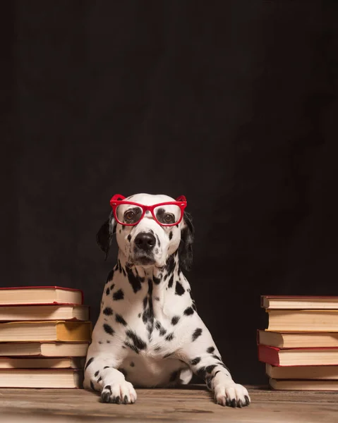 Dalmatian dog with reading glasses sitting down between piles of books, on black background. Intelligent Dog professor among stack of books is studying. Education, the student. Copy Space