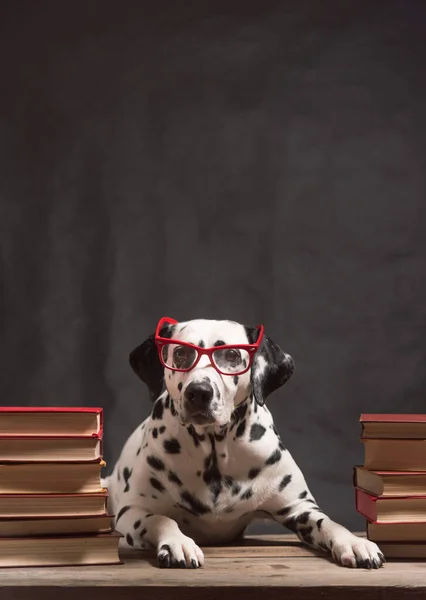 Dalmatian dog with reading glasses sitting down between piles of books, on black background. Intelligent Dog professor among stack of books is studying. Education, the student. Copy Space