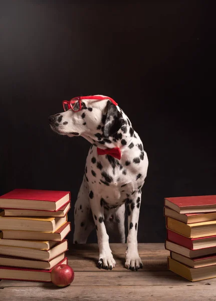 Dalmatische Hond Met Leesbril Rode Strik Zittend Tussen Stapels Boeken — Stockfoto
