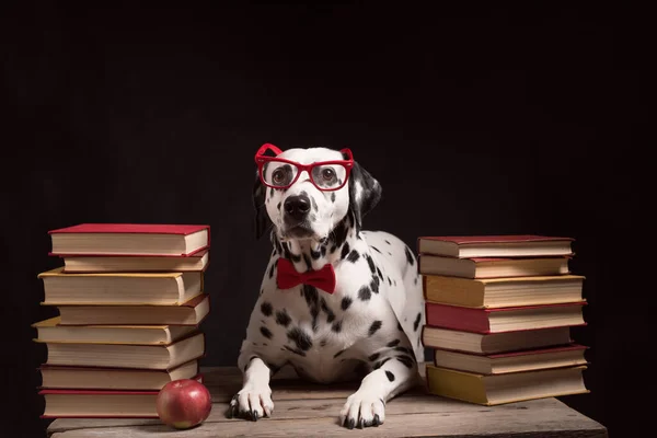 Okuma Gözlüklü Kırmızı Fiyonklu Dalmaçyalı Bir Köpek Siyah Arka Planda — Stok fotoğraf