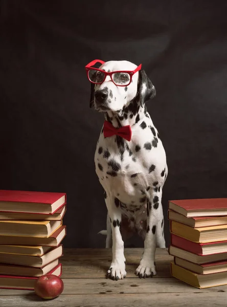Okuma Gözlüklü Kırmızı Fiyonklu Dalmaçyalı Bir Köpek Siyah Arka Planda — Stok fotoğraf