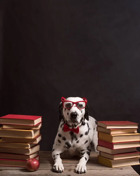 Dalmatian dog with reading glasses and red bow, sitting down between piles of books, on black background. Intelligent Dog professor among stack of books, resting, tired of studying. Education, the student. Copy Space