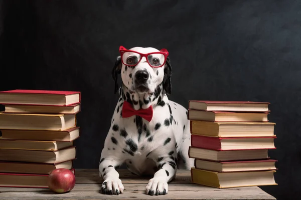 Okuma Gözlüklü Kırmızı Fiyonklu Dalmaçyalı Bir Köpek Siyah Arka Planda — Stok fotoğraf