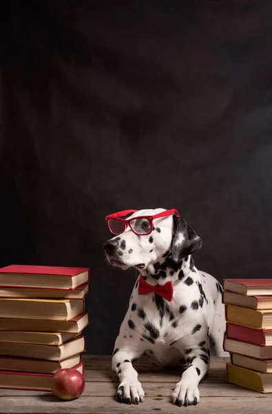 Dalmatische Hond Met Leesbril Rode Strik Zittend Tussen Stapels Boeken — Stockfoto