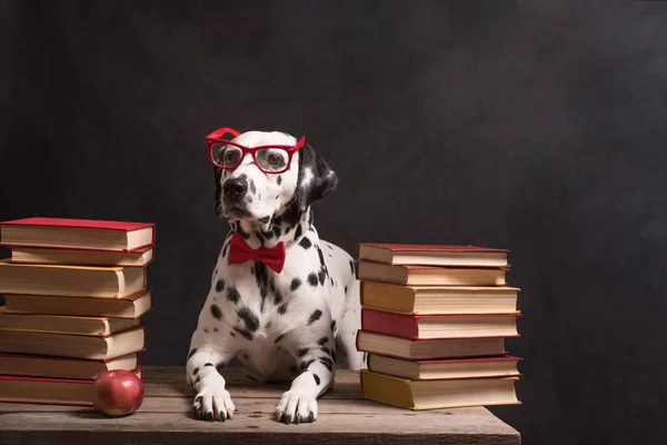 Dalmatian dog with reading glasses and red bow, sitting down between piles of books, on black background. Intelligent Dog professor among stack of books, resting, tired of studying. Education, the student. Copy Space