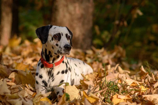 Hond Ras Dalmatische Een Wandeling Mooi Portret — Stockfoto