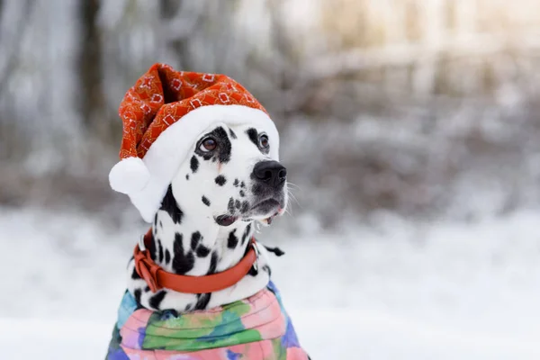 Dalmatian Dog In Winter In Snow. Dog in a hat of Santa Claus in the forest. Black and white spotted dog breed Dalmatian in a red hat. Selective focus
