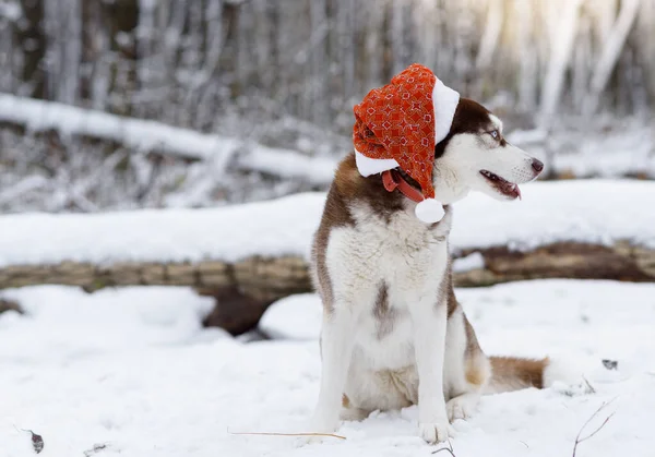 Πορτρέτο Της Σιβηρίας Husky Σκυλί Φορώντας Καπέλο Santa Στο Δάσος — Φωτογραφία Αρχείου
