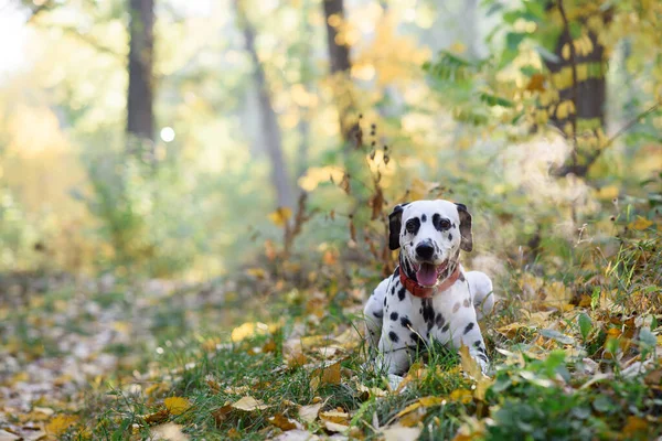 Yeşil Bir Çayırda Yatan Tatlı Köpek Yavrusu Dalmaçyalı Dışarıda Yürüyor — Stok fotoğraf