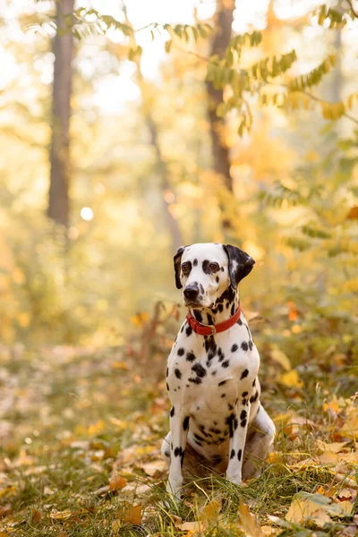 Hond Ras Dalmatische Voor Een Wandeling — Stockfoto