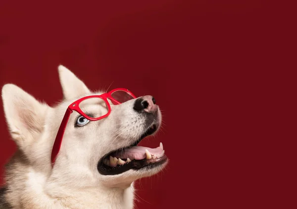 Mooie Siberische Husky Hond Met Bril Rode Strik Isolat Rechtenvrije Stockfoto's