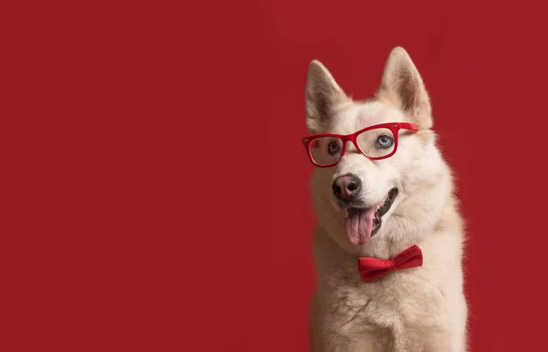 Divertido Perro Husky Siberiano Encantador Con Gafas Pajarita Roja Aislado Fotos de stock libres de derechos