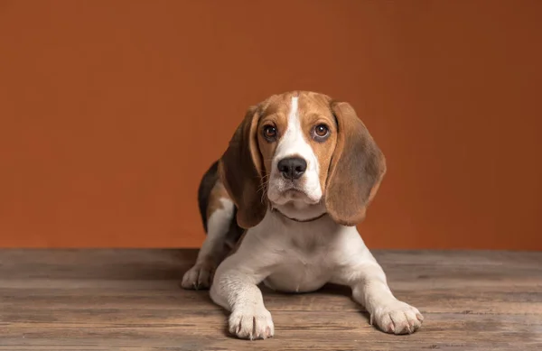 Lindo Perrito Beagle Acostado Suelo Madera Sobre Fondo Naranja Copiar Imagen de stock