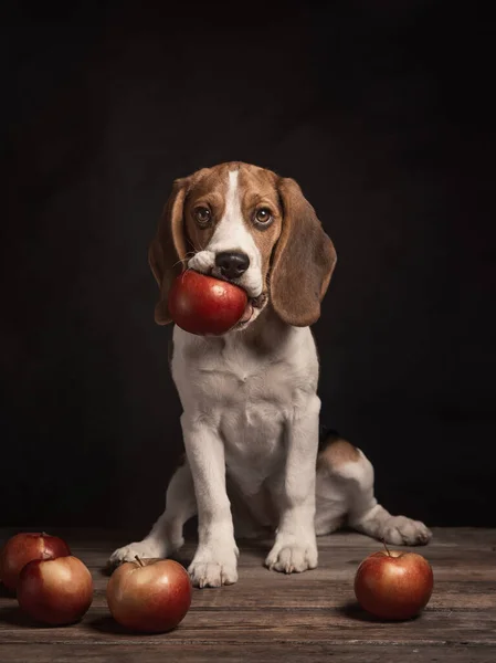 Portret Van Beagle Dog Met Rode Bandana Zittend Houten Vloer Rechtenvrije Stockafbeeldingen