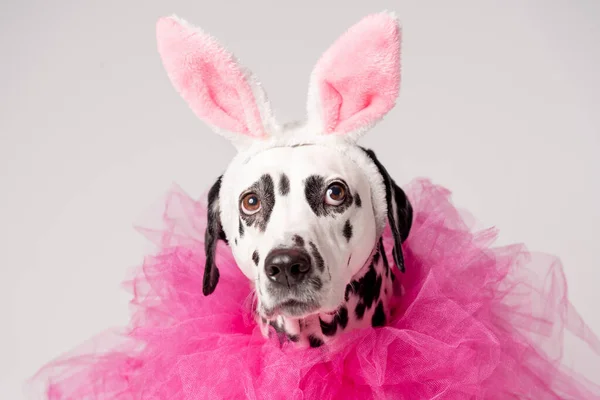 Retrato Perro Dálmata Con Orejas Conejo Rosa Collares Rosas Sobre Imagen de archivo