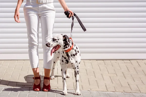 Vrouw Rode Laarzen Loopt Met Een Dalmatiaanse Hond Achtergrond Van Stockfoto