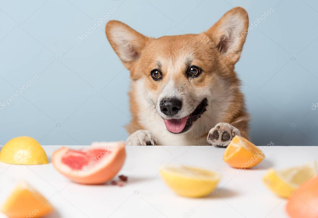 Hungry cute corgi dog is sitting behind the table and is waiting