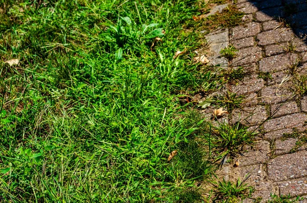 Gräsmatta och röd tegeluppfart överväxt med ogräs — Stockfoto