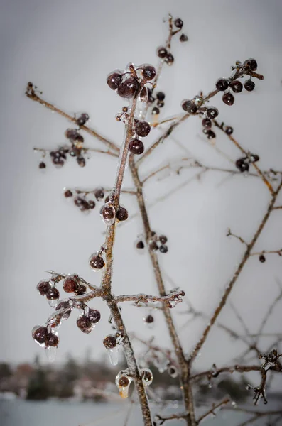 Baies congelées sur les branches — Photo