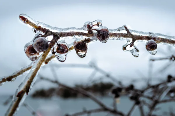 Baies congelées sur une branche — Photo
