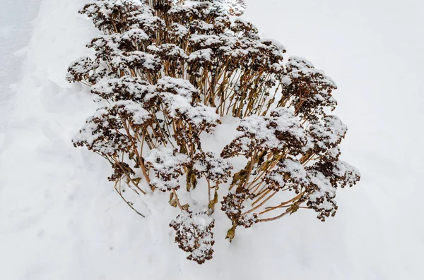 Gros plan d'un buisson de sedum recouvert de neige . — Photo