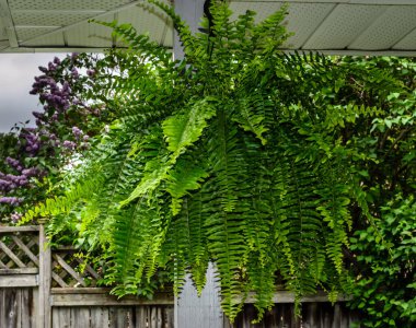 Close-up of a Boston Fern  hanging in a porch 