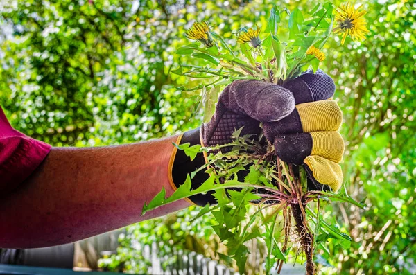 Gloved hand holding pulled dandelion plants — Stock Photo, Image