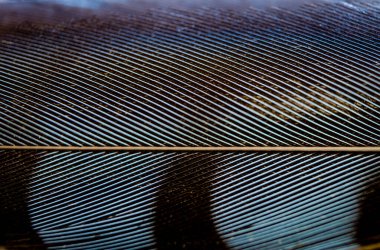 Çerçeveyi dolduran tek bir Mavi Jay Feather parçasının yatay makrofotoğrafı, başlık ayrıntılarını gösterir