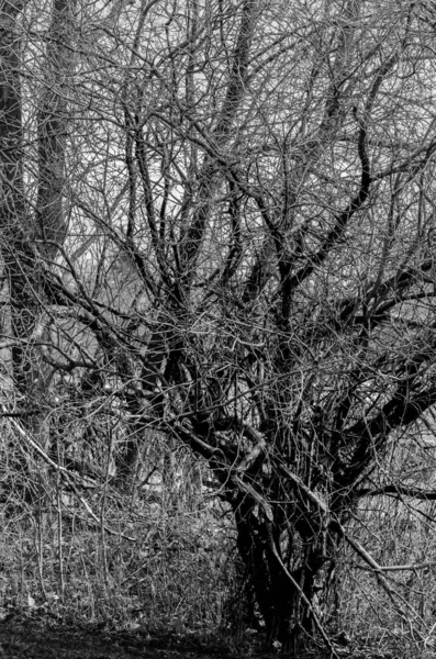 Árvore Knarled Curta Preto Branco Borda Uma Floresta — Fotografia de Stock