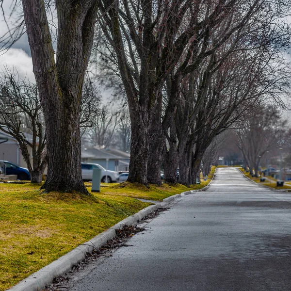 Tree Lined Residential Street Early Spring — Stock Photo, Image