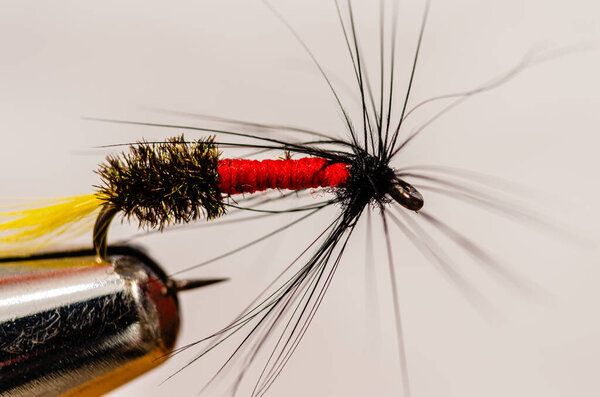 Макро вид сбоку от одного королевского кучера, который летает в козырьке на мягком белом фоне
